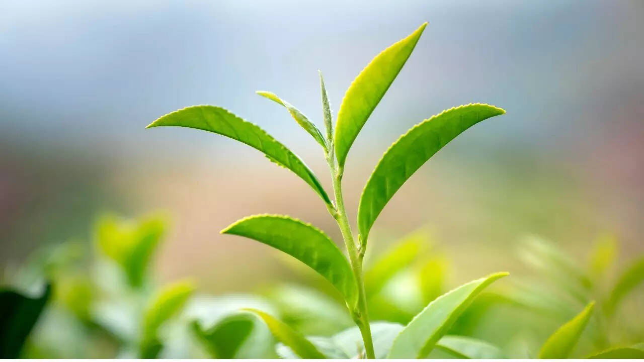 New study reveals how plants use sugar to sense and respond to heat