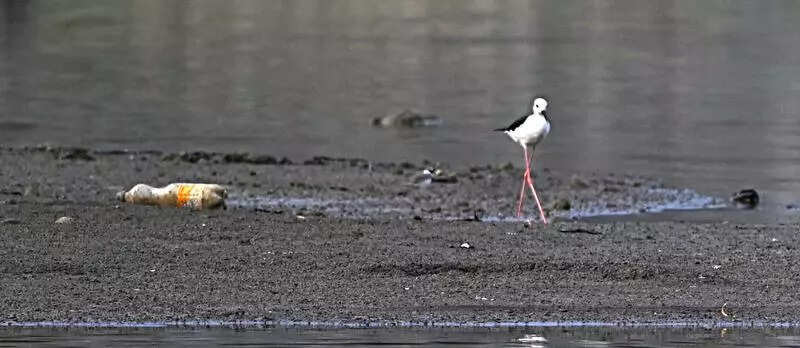 Birds that depend on clean waterbodies and wetlands are at risk: PAU expert