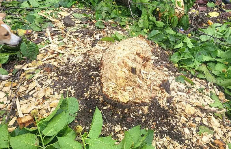 8 trees on vacant Port Trust land cut down, KMC files FIR