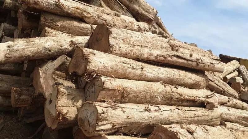 Six held for illegal felling of teak trees near Terei banks