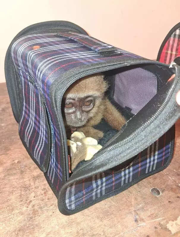 Gibbons smuggled from Bangkok seized