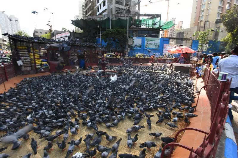 Pigeon feeding causes health risks and traffic nuisance, complain residents in Mumbai; welcome Maharashtra government decision to shut kabutarkhanas