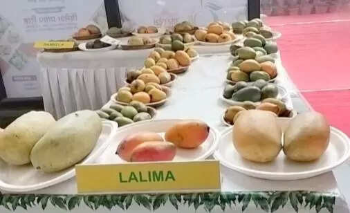 Fruitful affair: Mango fest to promote trade, culture, taste