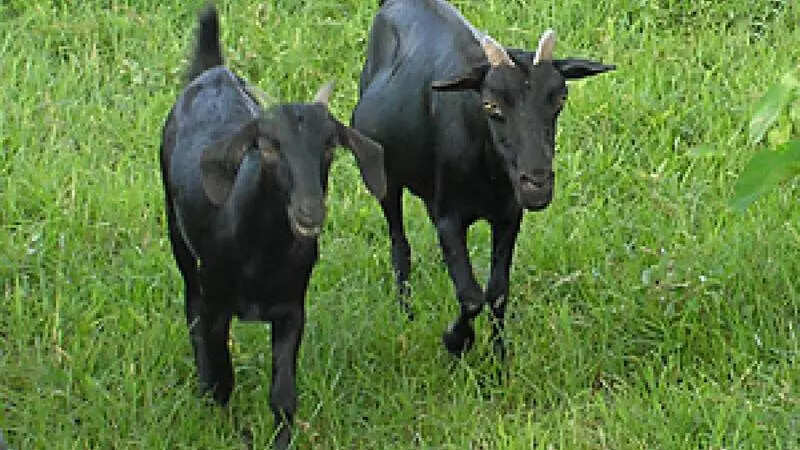 State looks at pvt players to boost goat meat export