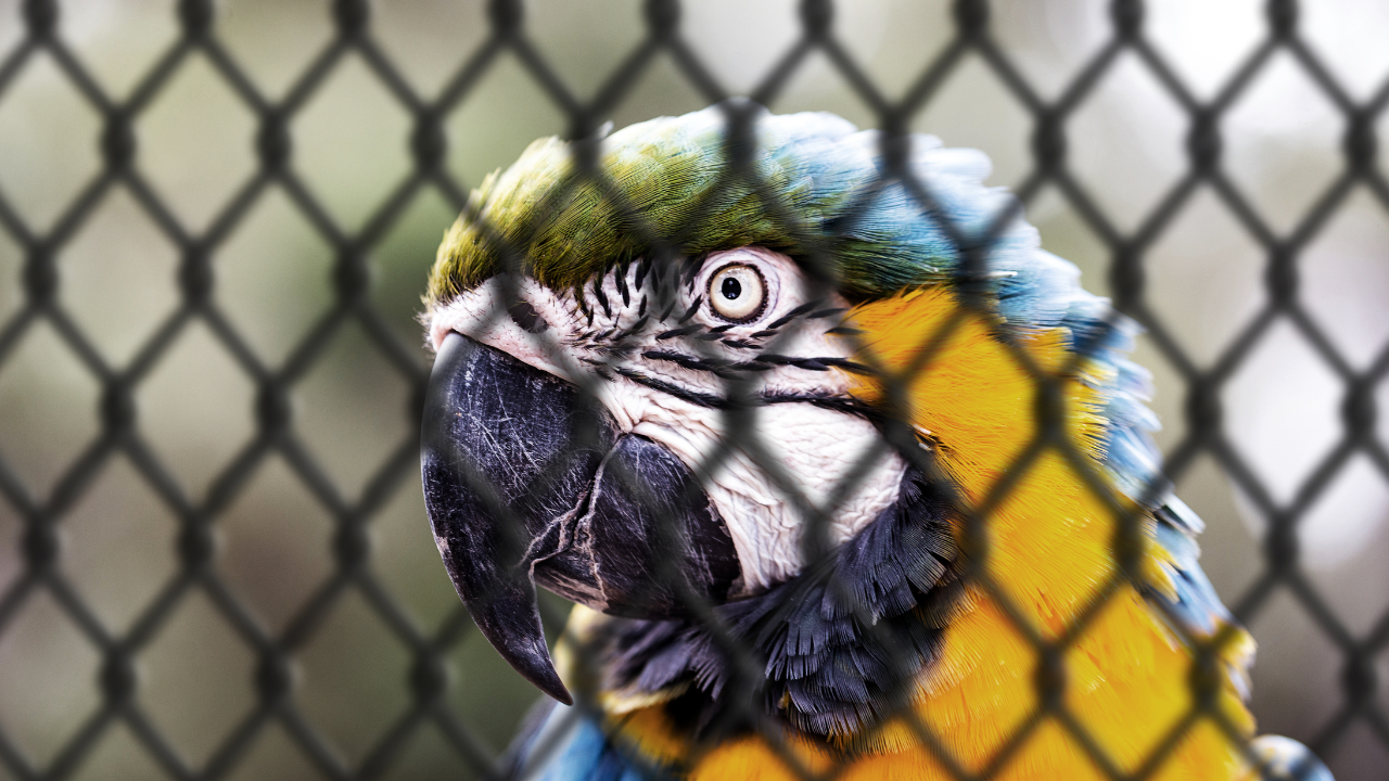 Iguana, black fox, raccoon: Passenger caught smuggling 45 animals at Mumbai airport; several suffocated in transit
