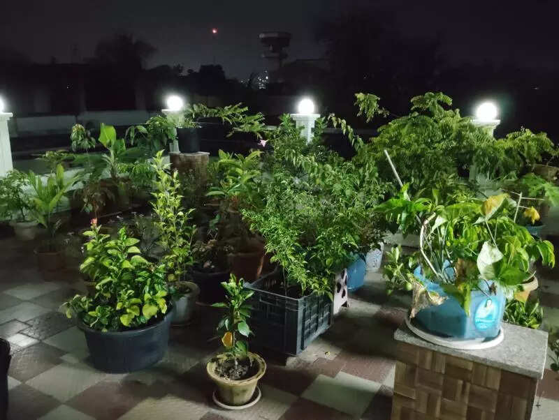 City educator turns waste into ‘black gold’, uses compost to nurture rooftop garden