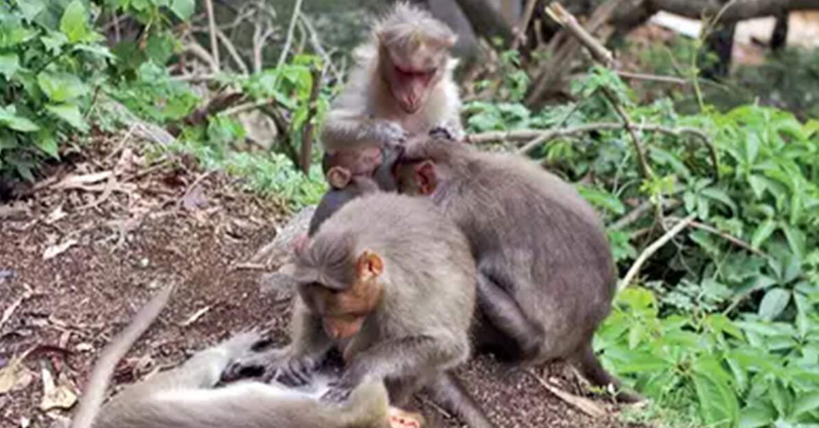 Kyasanur forest disease: What you must know about ‘monkey fever’ in Goa