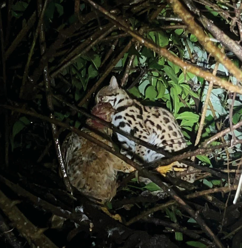 Rare sighting of leopard cat in Mollem forest reignites interest in small cats