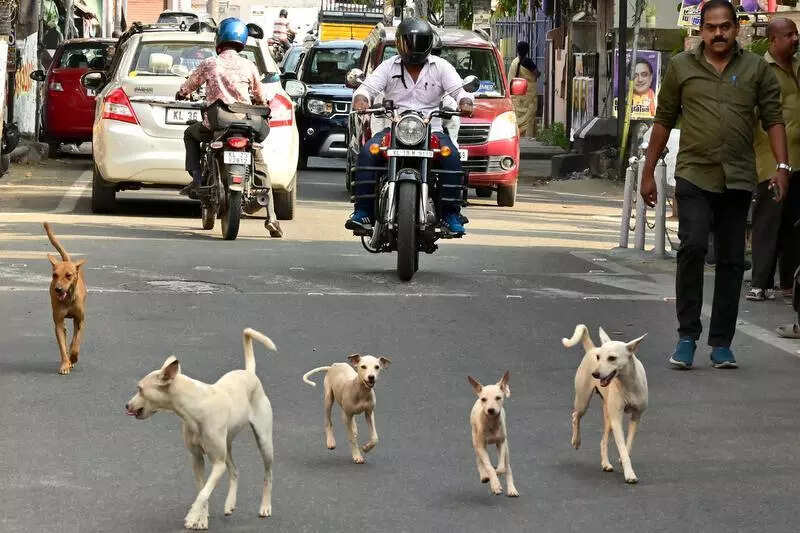 SHRC: Take action to prevent rabies deaths