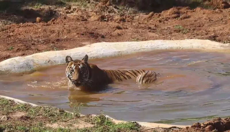 Rain hits efforts to collect Zeenat’s scat samples to confirm pregnancy