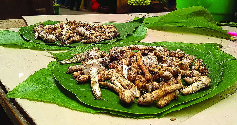 Biodiversity board warns against exploitation of wild mushrooms