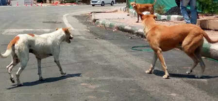 Appoint officers for stray animal plaints: North Goa collector