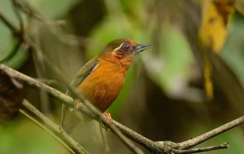 Arunachal club’s 2-day survey records 89 bird species at Nongsaya Lake in Namsai