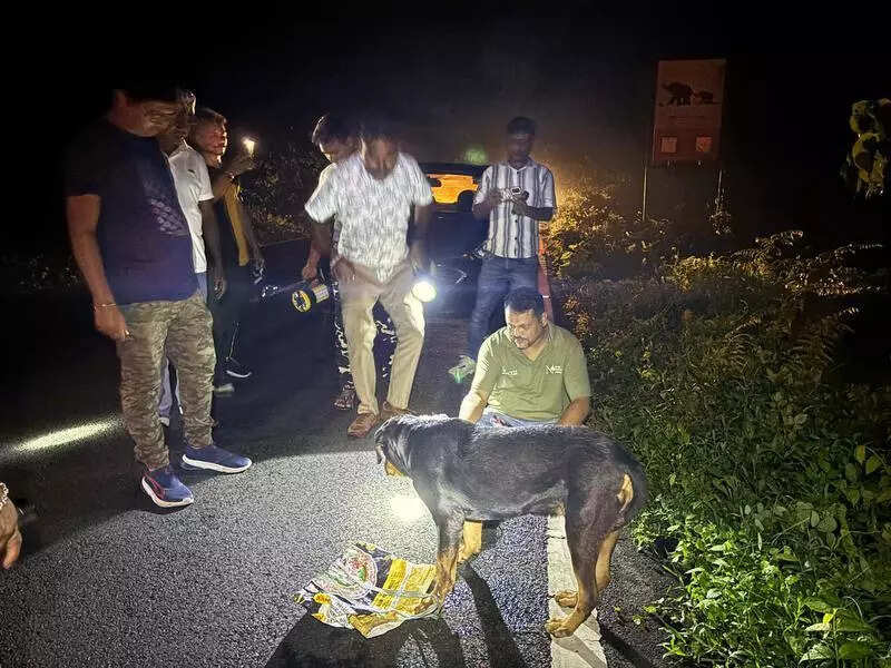 Abandoned dog rescued at Gorumara