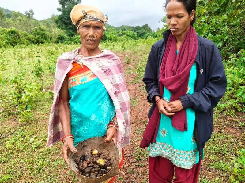 Erratic rains wreck tribal livelihoods in Koraput