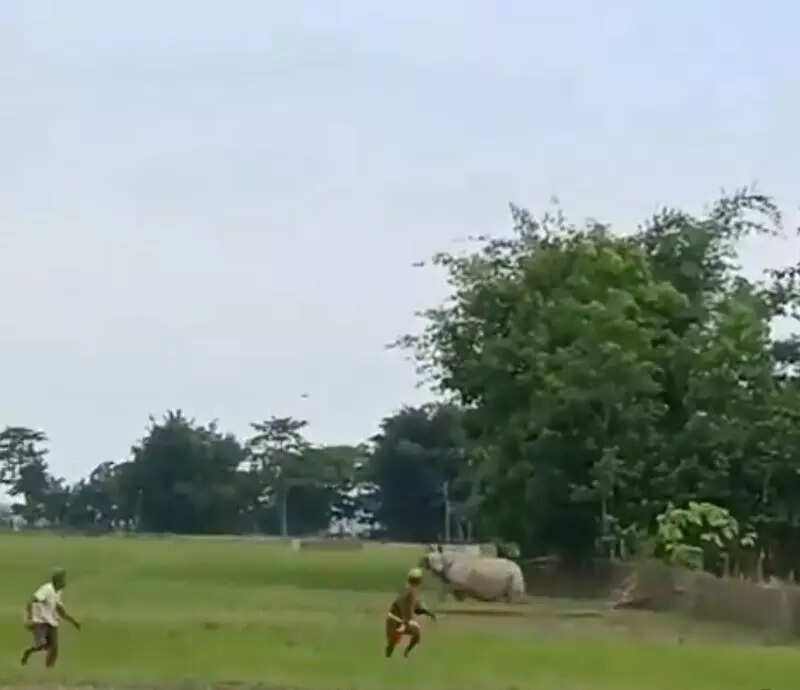One-horned rhino strays into Sivasagar village, triggers panic