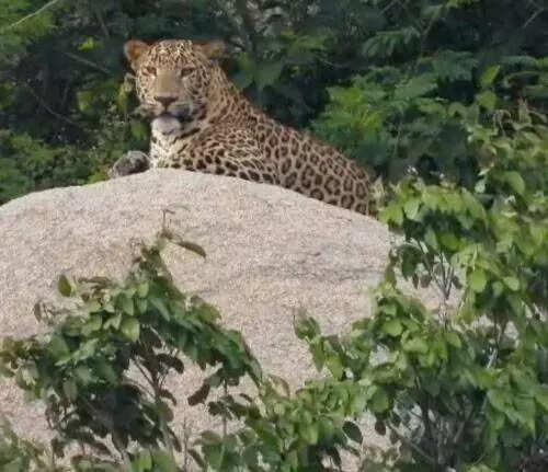 Leopard sightings spark panic in PernemBig Cat Knocks Down Scooterist At Arambol