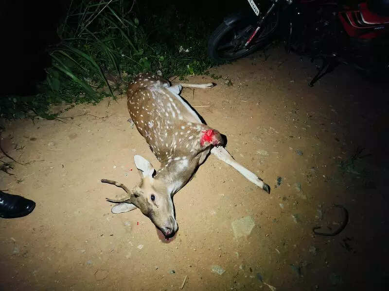 Spotted deer trying to cross road struck by car in Bengaluru