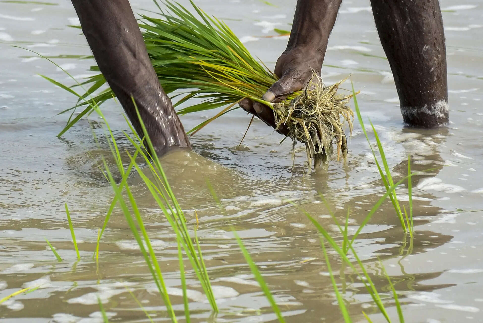 To push production of solid biofuels, energy agency to link p’yats, farms