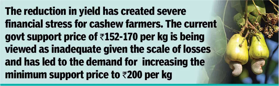 Cashew production in South Goa down 50% due to weather conditions