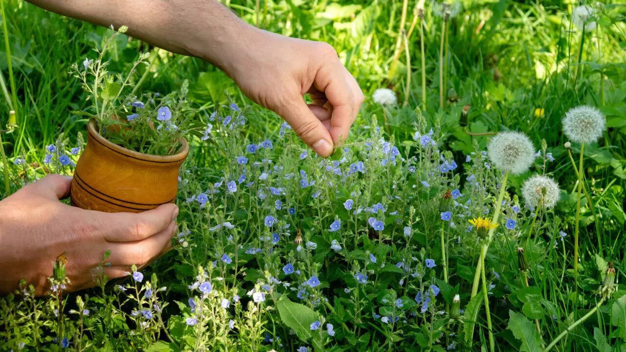 Use natural herbs
