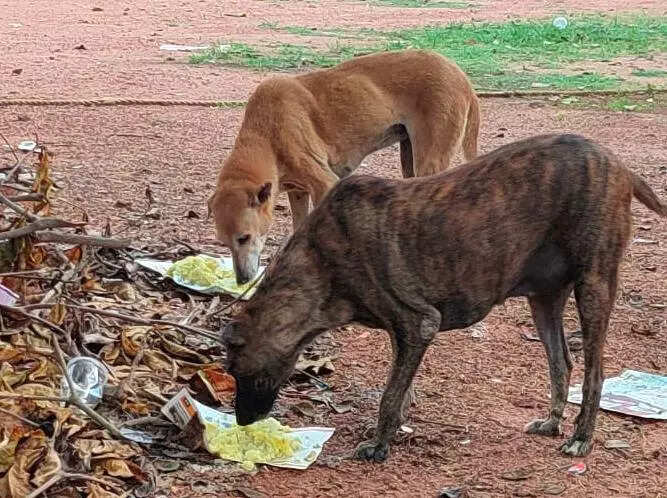 Bengaluru civic agency’s plan to feed chicken meals to strays sparks debate