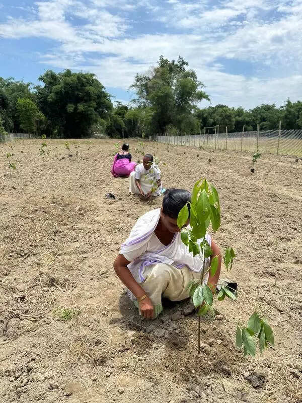 Lakhimpur launches Som plantation drive to boost Muga silk industry