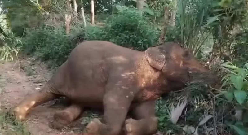 CM orders probe into elephant’s electrocution in Sambalpur