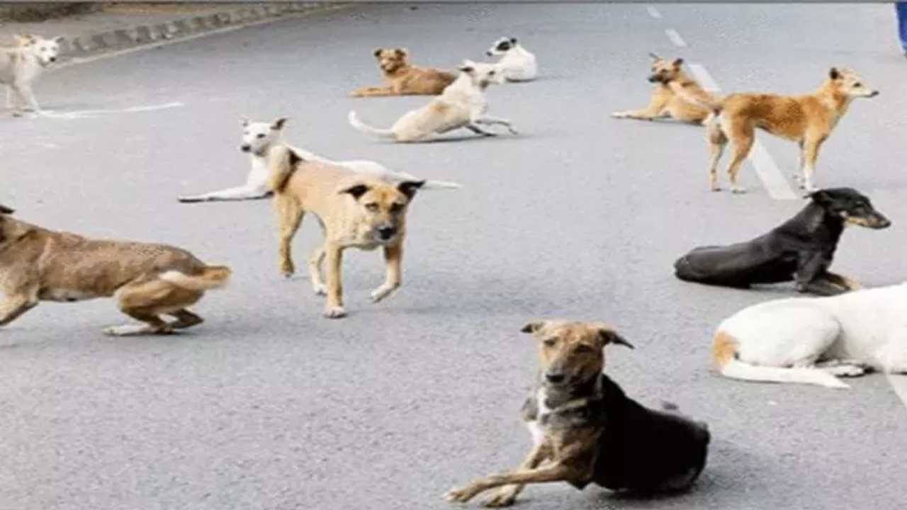 YouTube videos of animal killings result in criminal cases in Telangana and Andhra Pradesh