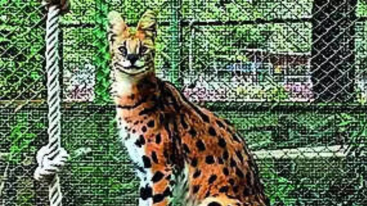 Hyderabad zoo welcomes 2 exotic Serval cats