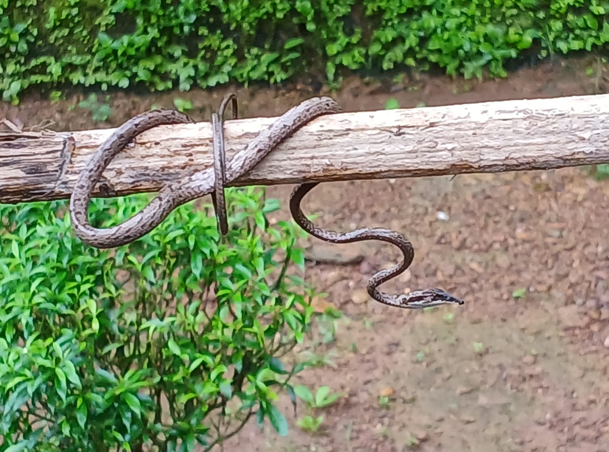Brown vine snake sighted at Western Ghat foothill Bhuipal