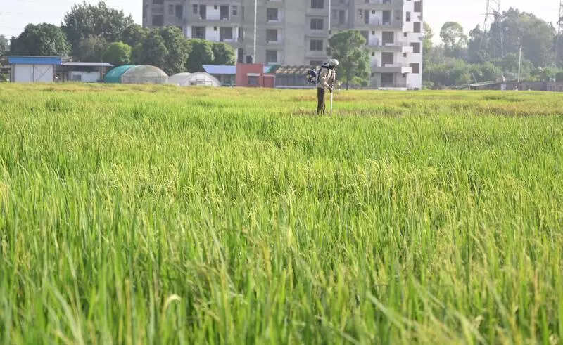 PAU defends GM maize trials, says its only for research