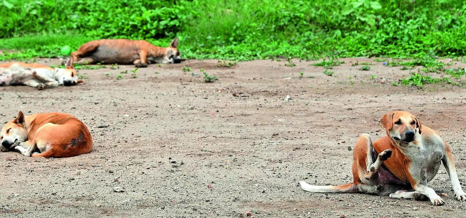 Pack of stray dogs bites youth on Morjim beach