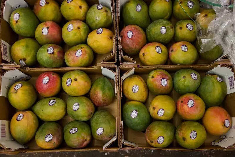 Dhaka sends Haribhanga mangoes for Didi