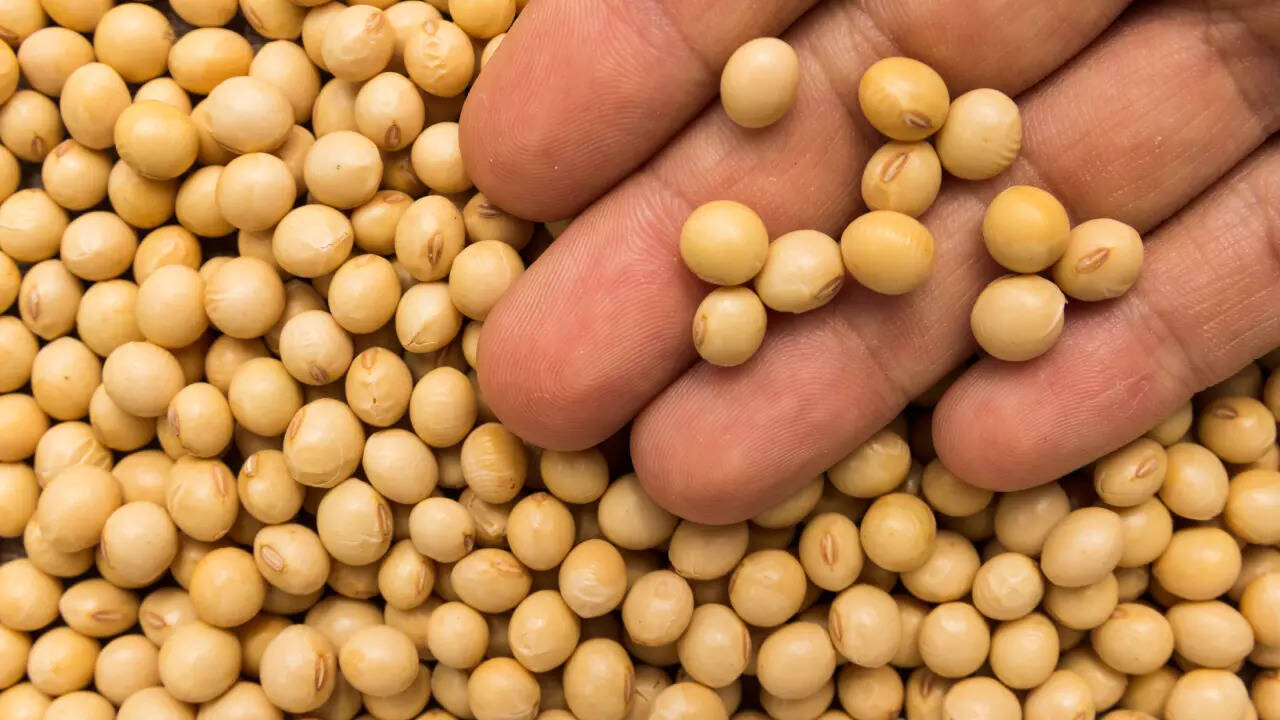 soyabean