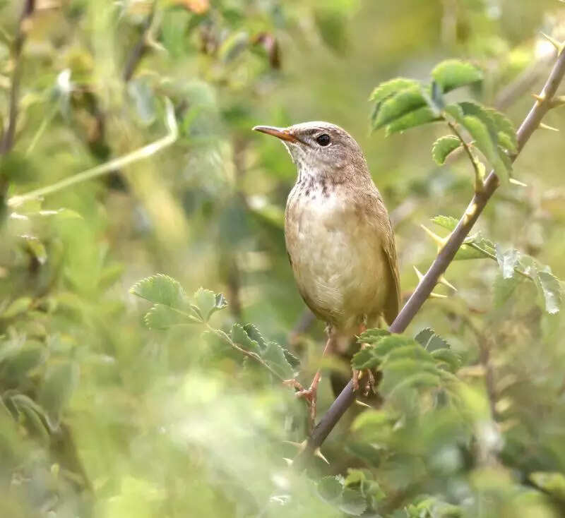 Elusive warbler spotted in Ladakh, its first official sighting in 46 years