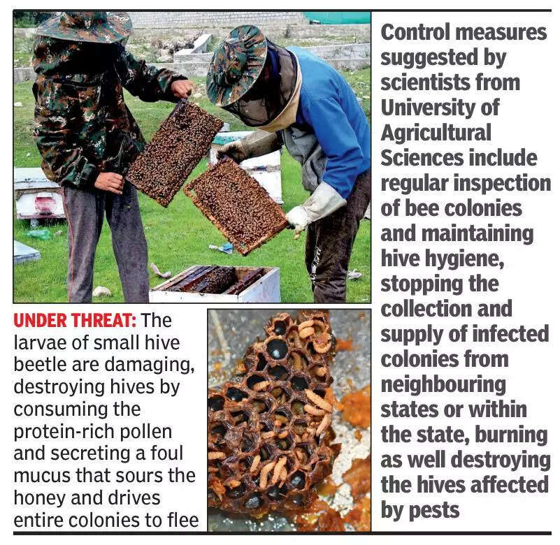 Honey turns sour as beehives in Karnataka come under attack