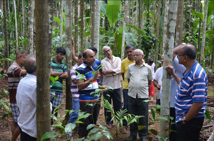 Dabhal farmer uses grafting to keep pepper cultivation alive