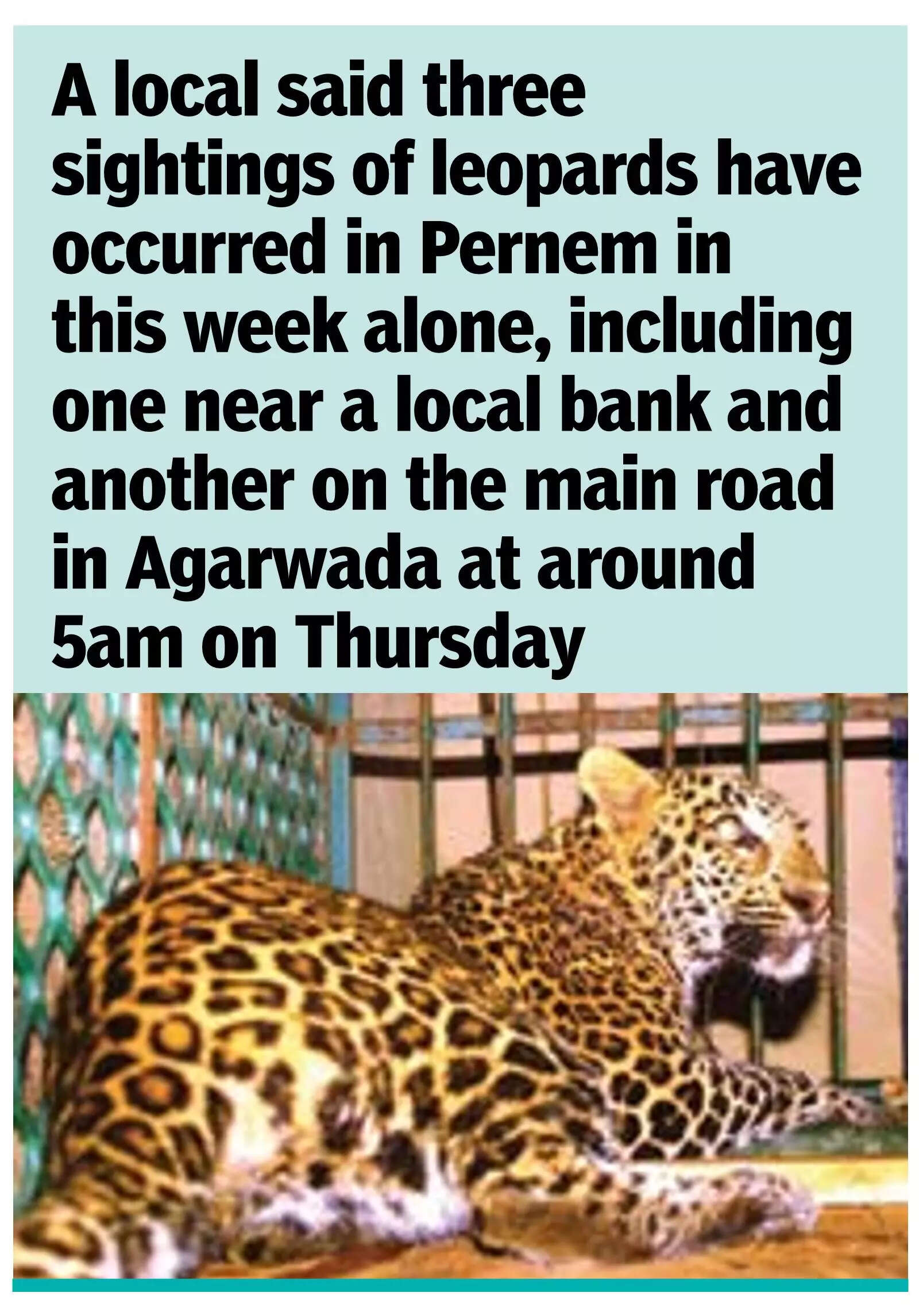 Goa seeks aid as human-animal encounters rise