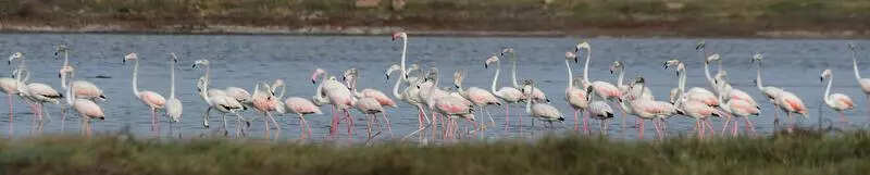 Flamingos light up Kovalam