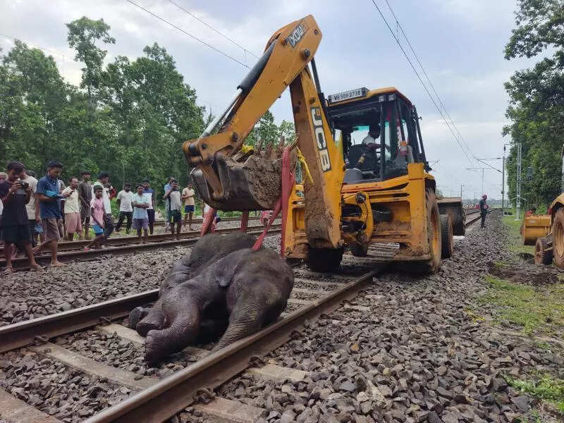 Rlys, forest blame game as calf among 3 jumbos mowed down by Jan Shatabdi in Jhargram