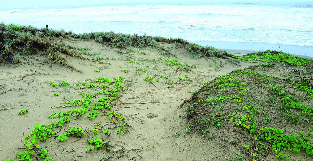 ‘Not sand dune area’: Coastal body rejects Anjuna locals’ plaint citing 2011 plan