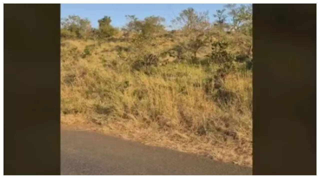 Optical illusion: Can you spot the hidden buffalo in under 5 seconds?