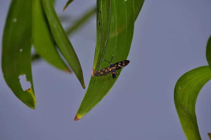 Moth Week kicks off at Eco Park, Banabitan