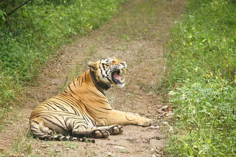 msid 122801051,imgsize 101306 https://jaipur.visitinrajasthan.com/wp-content/uploads/2023/10/cropped-cropped-R-2.png