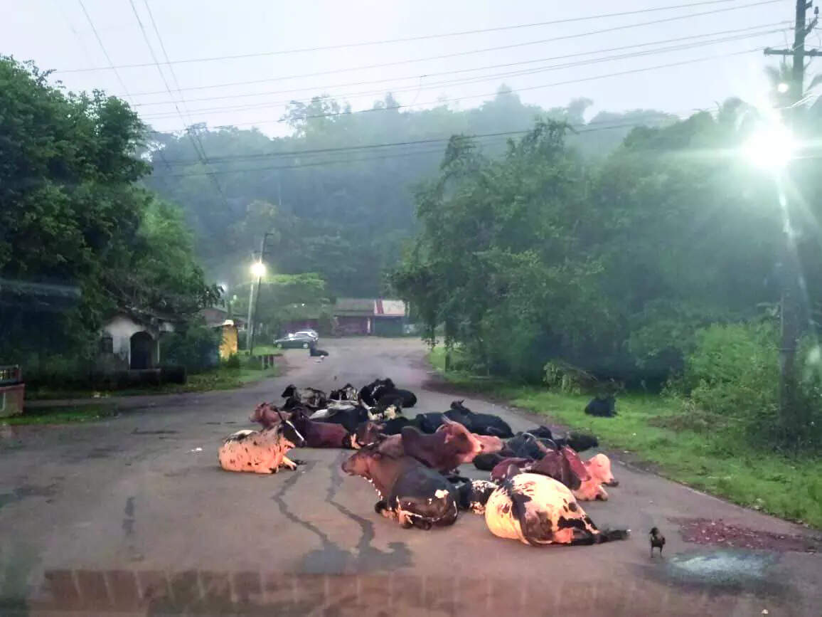 Kavlem locals flag risks from stray cattle, wild animals