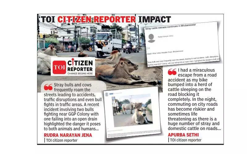 BMC plans to resolve cattle menace on Bhubaneswar roads