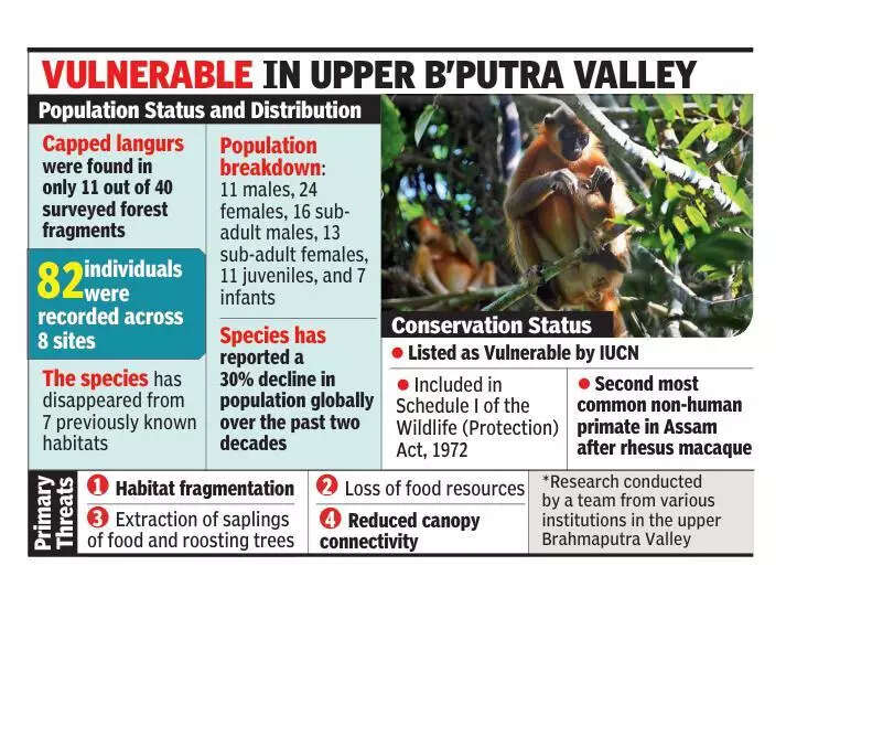 Presence of capped langurs shrinks to 11 forest fragments due to loss of habitat, food: Survey