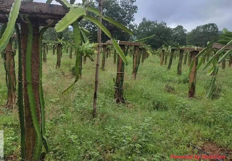 Tribal farmers in Kandhamal see income growth through dragon fruit cultivation