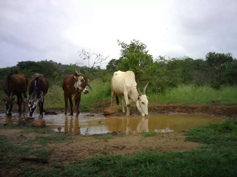Karnataka to enforce ban on grazing livestock inside wildlife areas